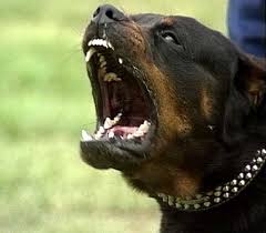 Londinium  Rottweiler   edition