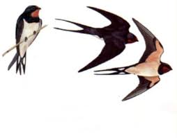 Swallows return.