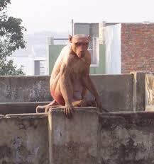 hairless primates (well,