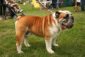 English Bulldog - via Daymix