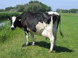 Walking among cows - via Daymix