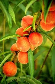 Peaches Image Flameprince <b>peaches< b>.jpg Picture 4