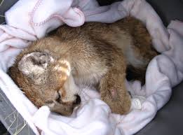   Mountain lion  