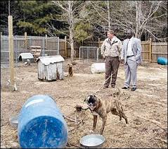 Deputies Break Dog  Fighting   Ring