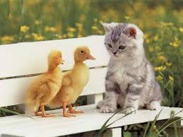 FREE  Animal   Wallpaper Image 14