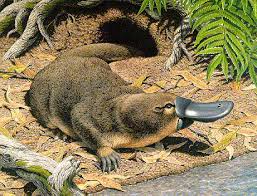 platypus