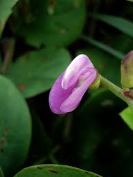 Image Succulents & <b>Wild Orchids</b> Picture
