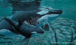 Orca or  Killer Whale   Art print