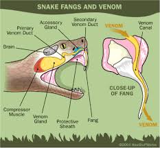 How Snakes Work - via Daymix