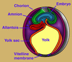 in an amniote egg (chick). - via Daymix