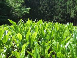 お茶摘みから見えてくる命の