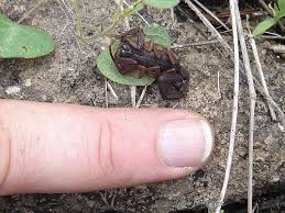 The top of my  finger   got stung by    