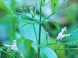  Andrographis  Paniculata