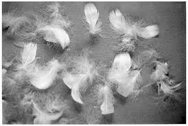 FEATHER AND DOWN PRODUCTION - via Daymix
