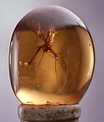 insect in amber
