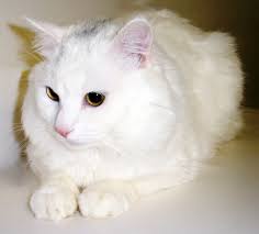 Picture of Cats