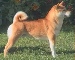 Billy the  Shiba   Inu
