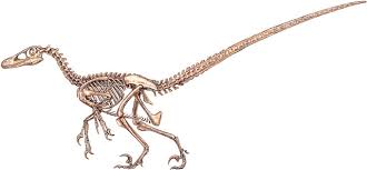 The skeleton of Velociraptor. - via Daymix