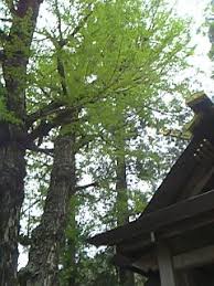 長野県諏訪との2ヶ所にしか確認