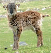 File:Soay sheep lamb.png - via Daymix