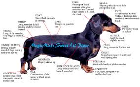 Note Inasmuch as the  Dachshund   is a    