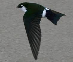 Vilet-green Swallow