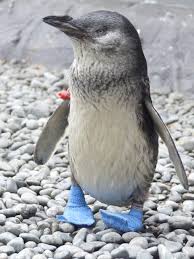 What kinds of shoes do you