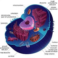   Cell   Page