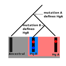 Race (classification of human - via Daymix