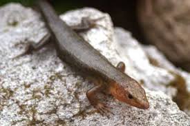 Eumeces longirostris b Adult
