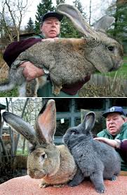 German Giant rabbit weighing a