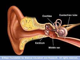 http://www.ohiohealth.com/mayo/images/image_popup/ans7_inside_ear.jpg