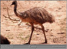 Emu