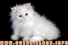 White  Persian Kitten  