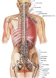 http://www.cranio-sacrale.com/immagini/sistemaNervosoPeriferico.jpg