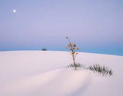 Sand-Moon Bush, White Sands - via Daymix
