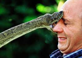 fact that snakes are one - via Daymix