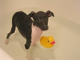   Italian Greyhound   Puppies