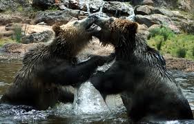 File:Play fight IMG 3018.
