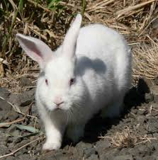 Albino Rabbit