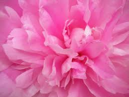 Gallery x26gt Flowers Pink Peony