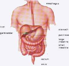  IBS  is