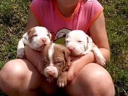      health wise the  Pit   Bull has are    