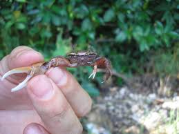A  fiddler crab   Uca sp 