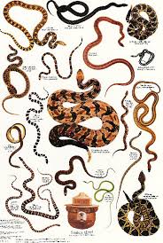 Interesting Snake Facts - via Daymix
