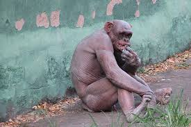 Sad looking hairless Chimp