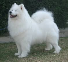   SAMOYED   CLUB OF VICTORIA