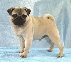 Pug - via Daymix
