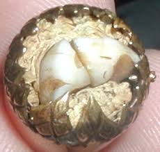   Benjamin Franklin x26s   Tooth