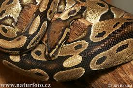 Ball Python. Ball Python - via Daymix